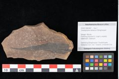 Foto (Objekt + Etikett) von Ceratophyllum tertiarium Ettingshausen (NHMW-GEO-2024-0188-0467)